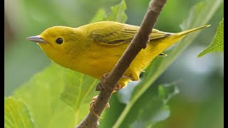 Download Lagu suara burung terindah di dunia,suara burung kicau paling merdu di dunia,kicauan burung MP3 Download Lagu suara burung terindah di dunia,suara burung kicau paling merdu di dunia,kicauan burung MP3