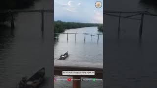 MANFAAT HUTAN MANGROVE UNTUK BUDIDAYA UDANG PART 2‼️ #shorts #udang #mangrove #viral #budidaya
