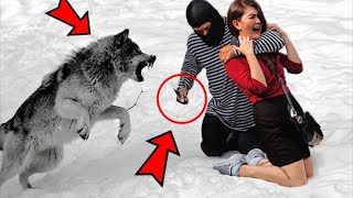 Escaped Convict Wanted To Kill Woman, Look What The Wolf She Thought Was A Dog Did by AMAZING STORIES 295 views 2 weeks ago 3 minutes, 54 seconds
