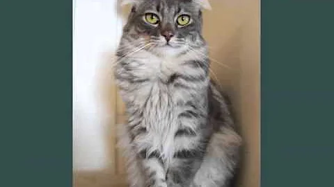 Watch the video about Black American Curl | Collection Of Cat Breed Pictures