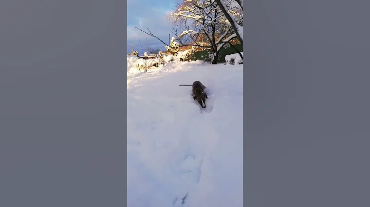 Whippet puppy VS Snow. Vipetas sniege. #whippet #snowdog #winter #funnydogs #funnyvideo