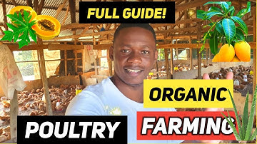 Volledige gids voor het fokken van biologische kip