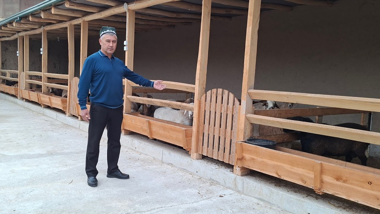 QO'Y BOQISH UCHUN YANGICHA USLUB TOPILDI SHOSHILING ABDURAXIM TOG'ADAN AJOYIB TAFSIYA.