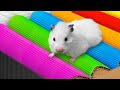  hamster maze with colorful traps  best compilation