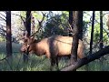 UNCUT: Elk Bugled in to 3 Feet!