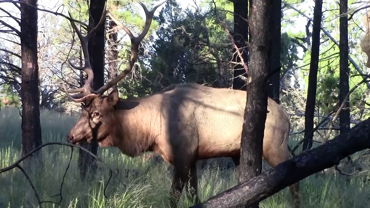UNCUT: Elk Bugled in to 3 Feet!