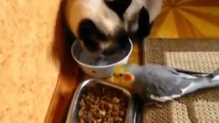 Мирный обед попугая с котом!) Мирный обед попугая с котом!)