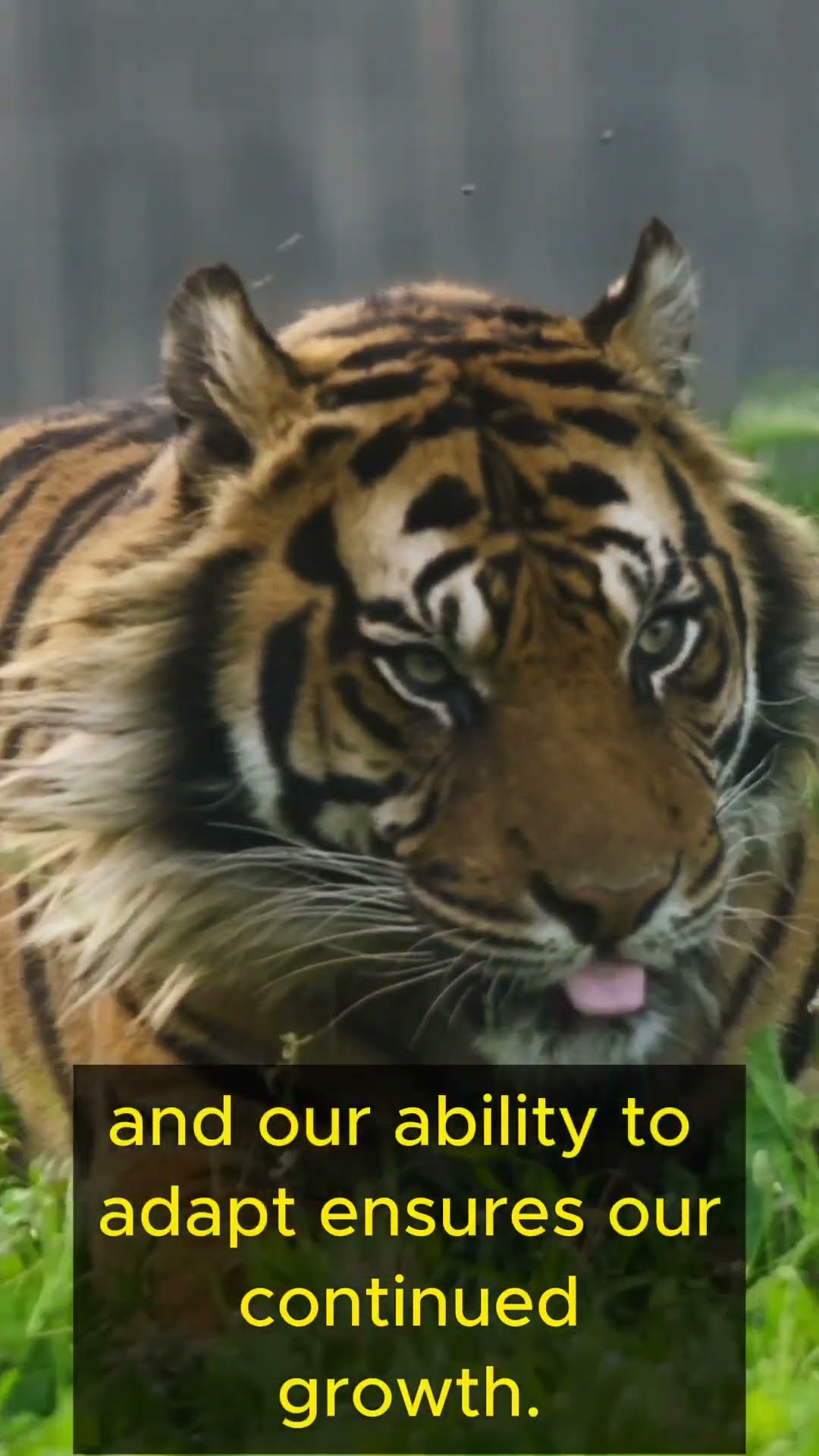 Life Lessons from Tigers   Part 4 #shorts #lifelessons #wisdom #personalgrowth #adaptability #tigers