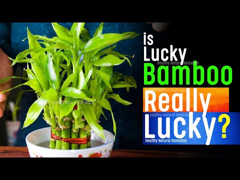 Is Lucky Bamboo Really Lucky? Lucky Bamboo For Good Luck And Prosperity | Vastu Shastra