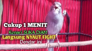 KENARI GACOR PANJANG Rol Rapat EMOSI Cuit cuit Ngerol AMPUH utk Pancingan kenari paud belajar bunyi