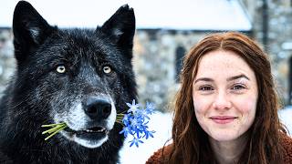 The Omega Told the Alpha King His Wolf Form Was Too Intimidating — So He Tried to Look Cute