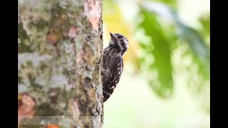 Sunda Pygmy Woodpecker