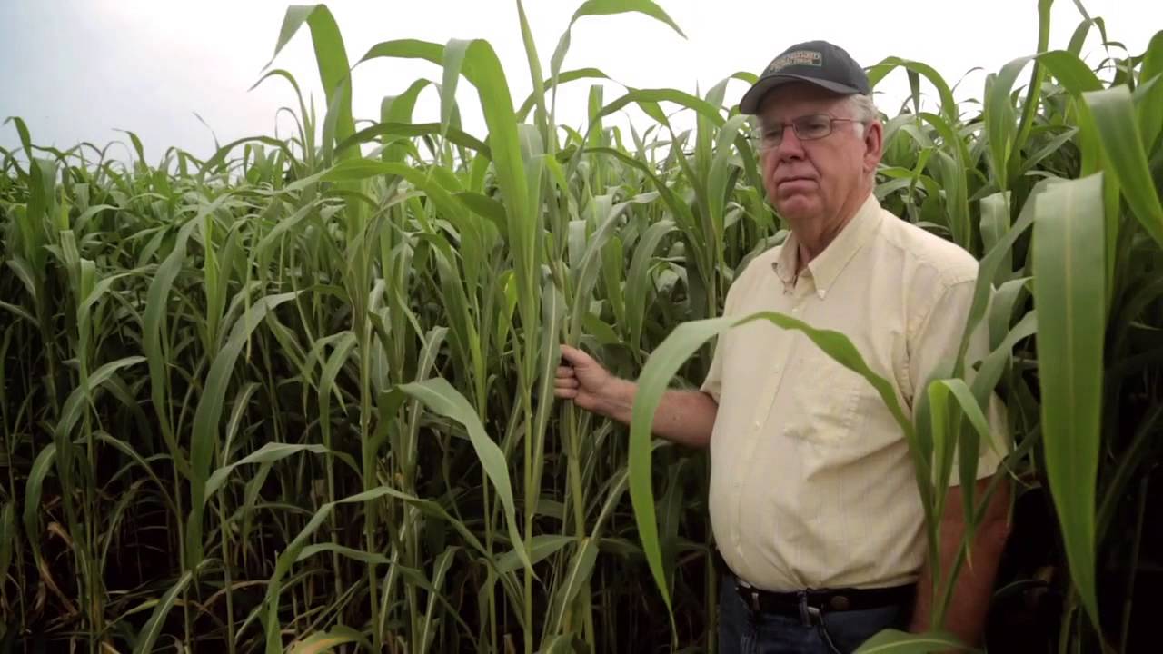 Buerge Sudan Grass Video
