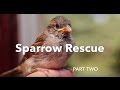 Sparrow Rescue - part two