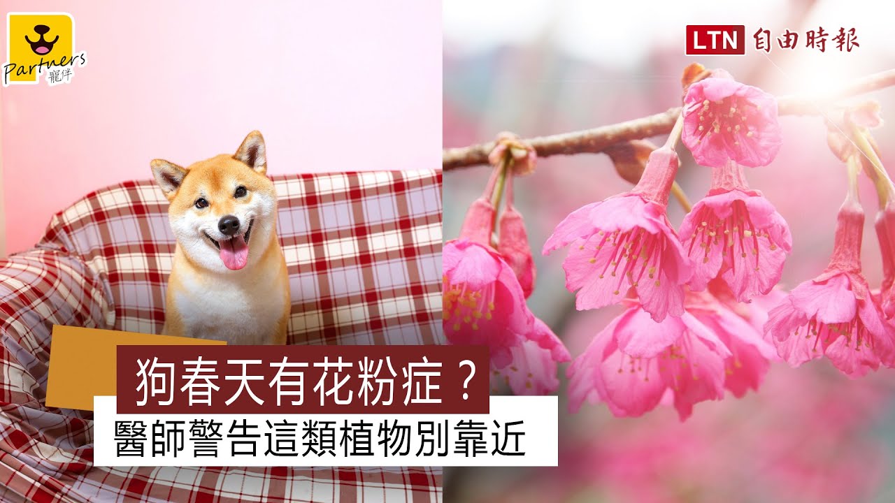 狗春天會得花粉症 醫師警告 這些植物請不要靠近 Youtube 狗春天會得花粉症 醫師警告 這些植物請不要靠近 Youtube
