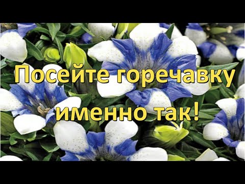 Vidéo: Véronique Daurskaya