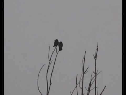 პიფ-პაფ ოი-ოი-ოი