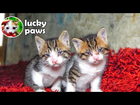 Video: Hvordan holde en morløs kattunge under tre uker gammel