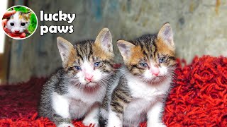 A Miracle Happened as Two Motherless Sick Kittens Waited to Go to the Rainbow Bridge   | Lucky Paws