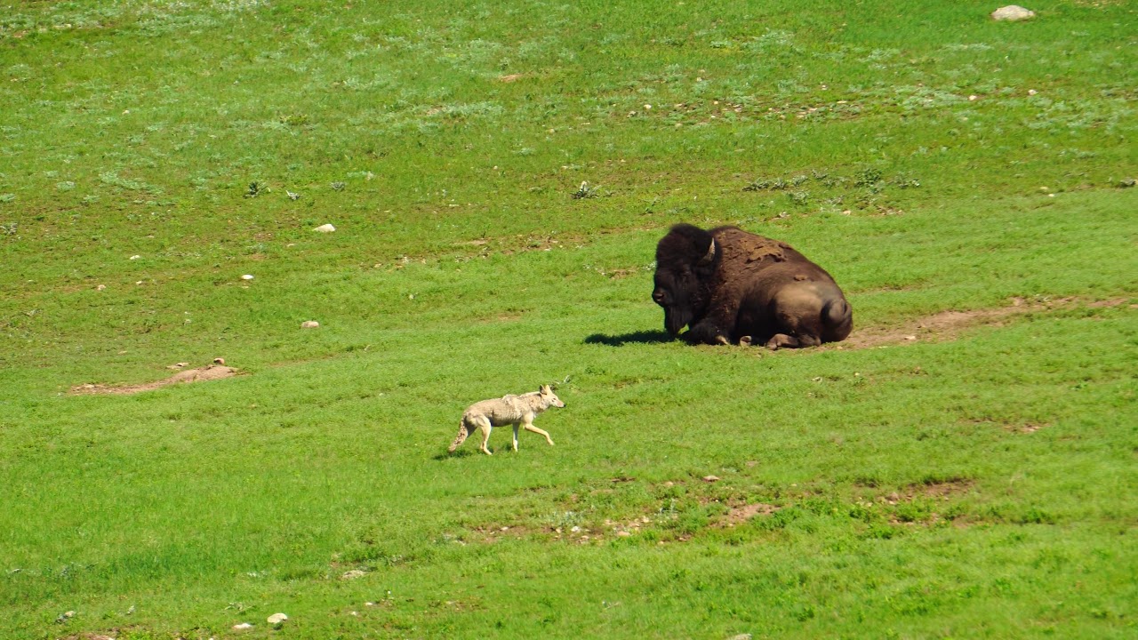 Elk, Antelope, Coyote 2