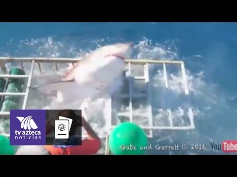 Video: Buceo en jaula con grandes tiburones blancos en Sudáfrica