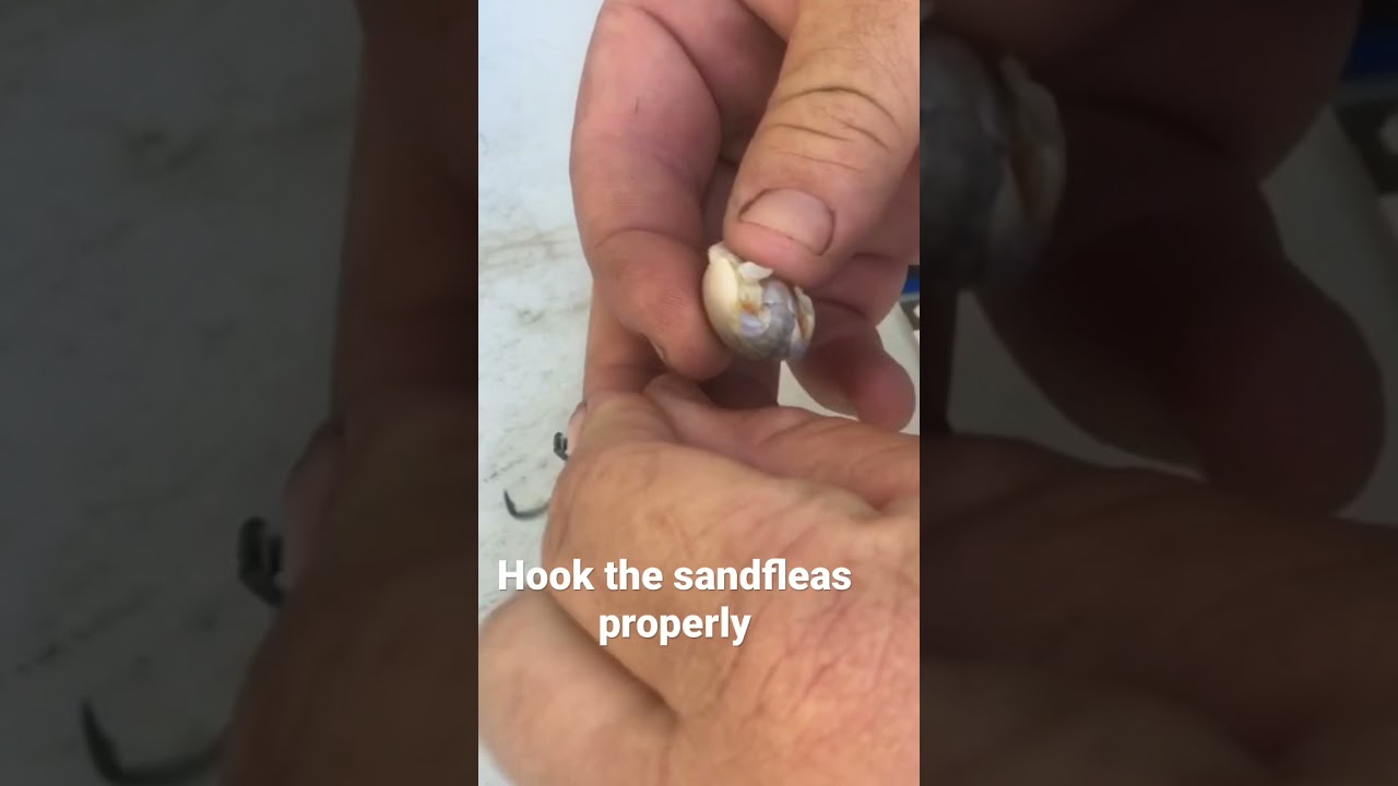 Как поймать песчаную блоху на крючок