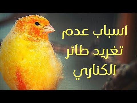 أسباب عدم تغريد طائر الكناري