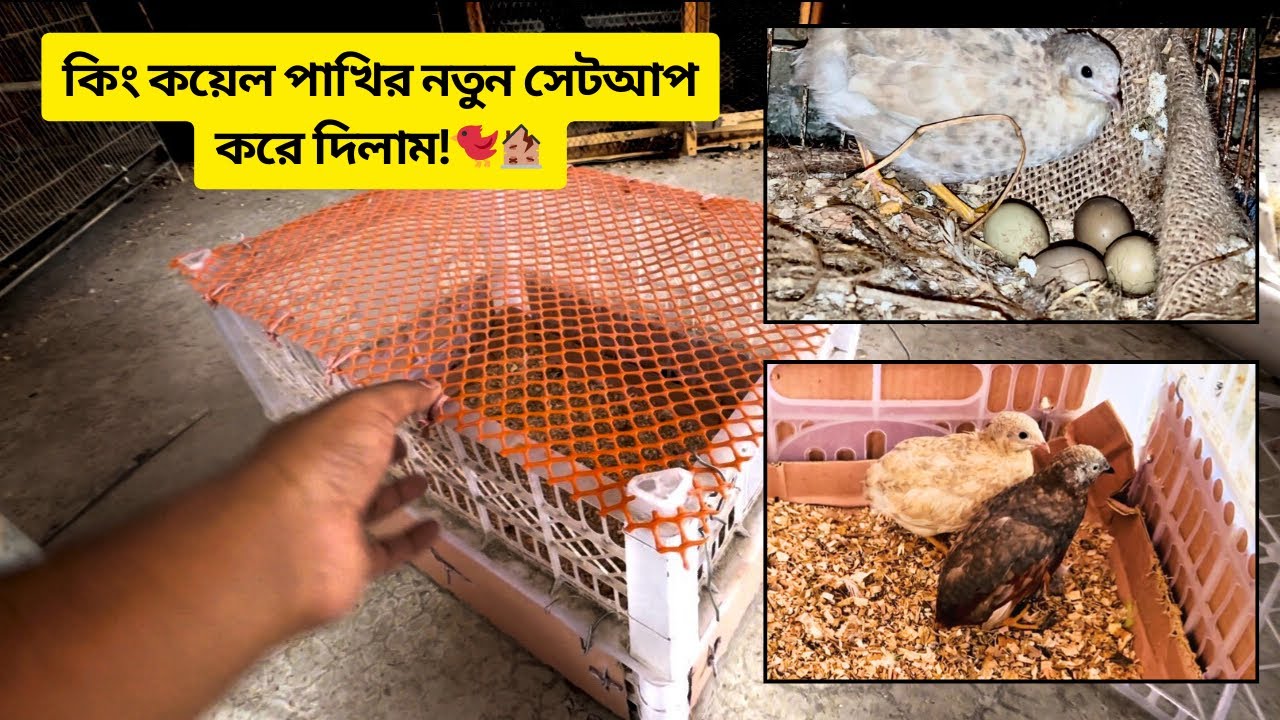 কিং কয়েল পাখির,,নতুন সেটআপ করে দিলাম!🐦🏚️