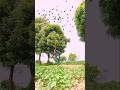 hunting for penguin 🐧🐧🐧🌺🌺🏹🏹🏹 987.1k views #shortfeed #birds