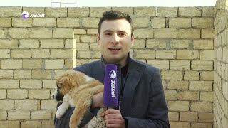 İsmayıl Ilə Dostum İtlər Ismayilla Dostum