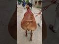 The Fat-Tailed Balkhi Ram – A True Monster of Strength and Size.                           #animals