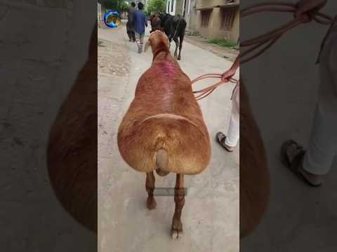 The Fat-Tailed Balkhi