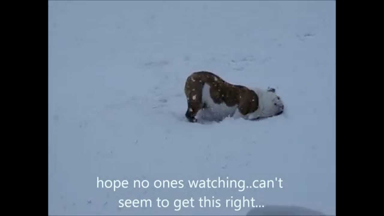 Bulldog Snow Angels