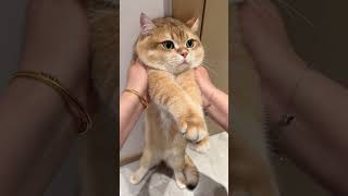 Ampuunn cat