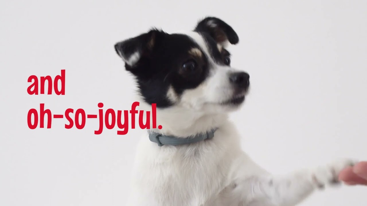 DatGud Real Chicken Dog Biscuits | Dog Biscuits for Adult Dogs | Chicken & Egg Flavour