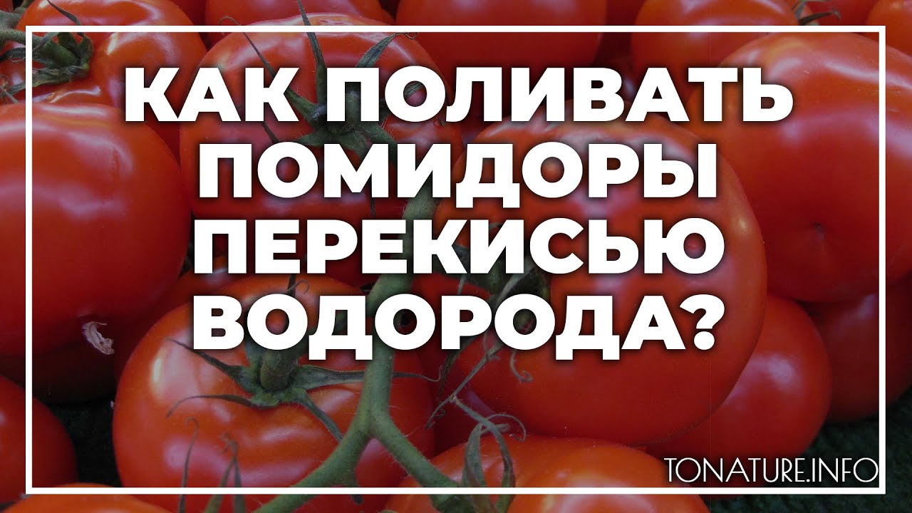 Основні переваги перекису водню для обробки помідорів