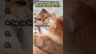 Try Not To Laugh! Top 10 Funniest Cat Moments Ever 🐱🔥 #cat #pawsn #funny