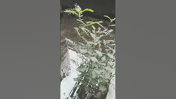 Thumbnail of New Boyz - Meraung