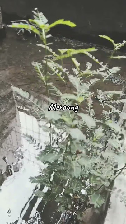 New Boyz - Meraung
