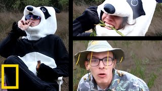 Giant Panda Mating Season | Wildlife Documentary