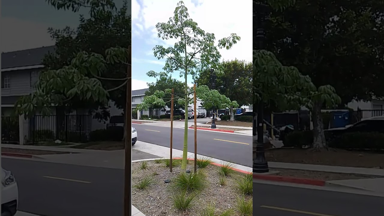 Ceiba pentandra or Kapok Silk cotton tree
