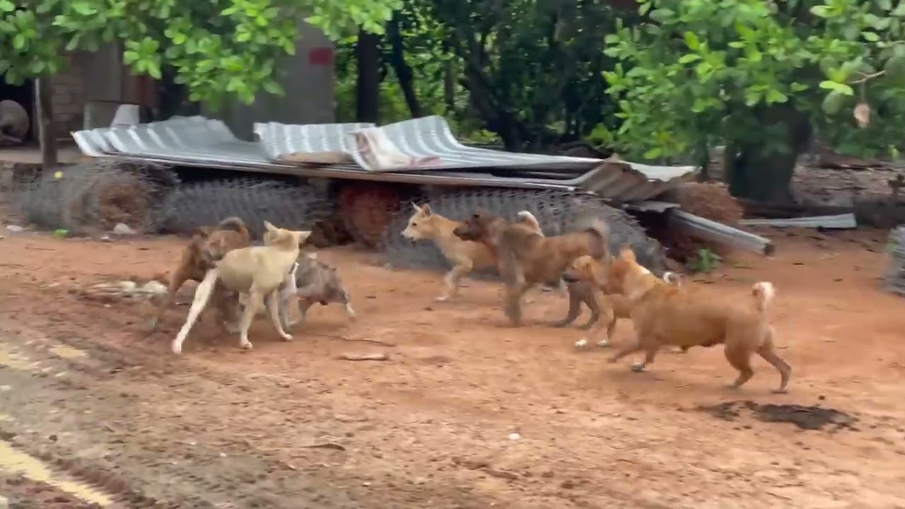 Stray dog love fighting