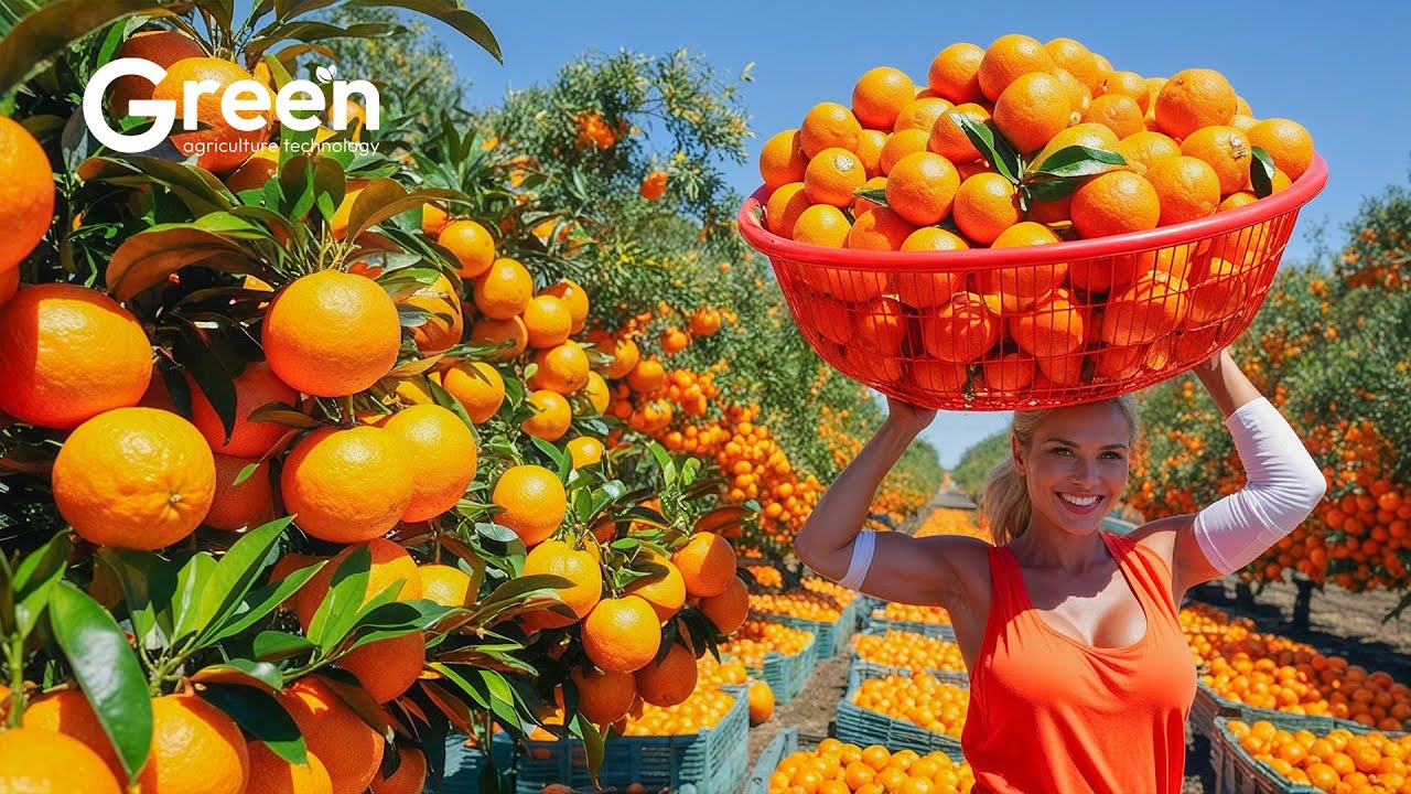 Orange Farming - Orange Harvesting & Orange Juice Making Process in Factory🍊| Agriculture Technology