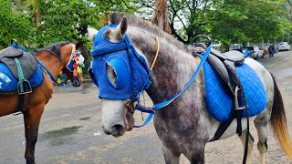 Download Lagu NAIK KUDA ~ KUDA DELMAN ~ NAIK DELMAN ISTIMEWA ~ KALAU KAU SUKA HATI ~ DI SINI SENANG DI SANA SENANG MP3