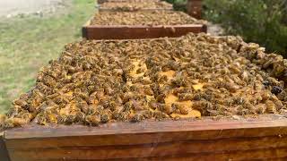 Queen Breeding in South Pacific