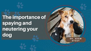 Everything You Need To Know About Dog Spaying & Neutering From Cloverleaf Animal Hospital