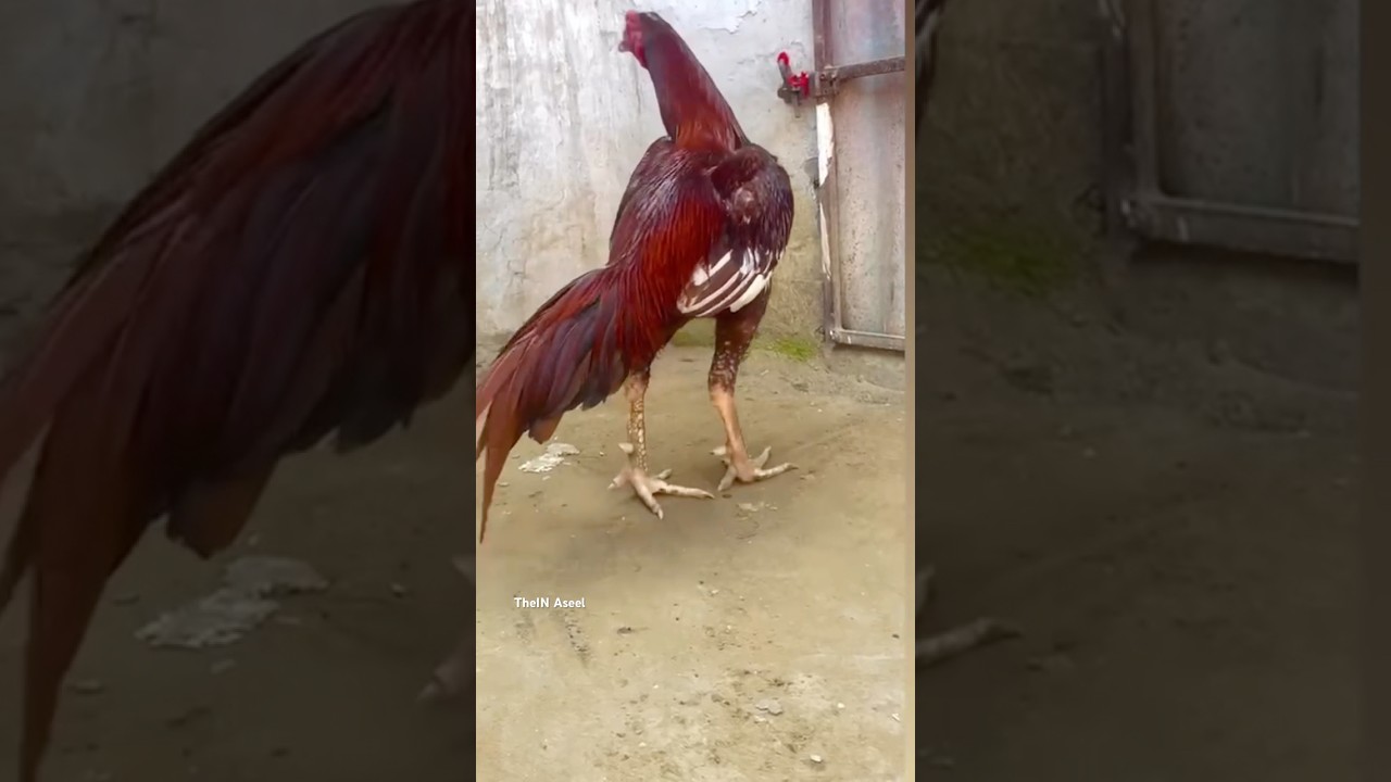 Red Aseel Murga ￼Rampuri | 