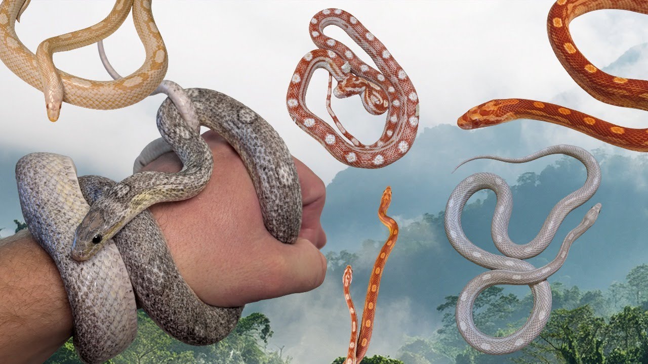 Коллекция разноцветных кукурузных змей