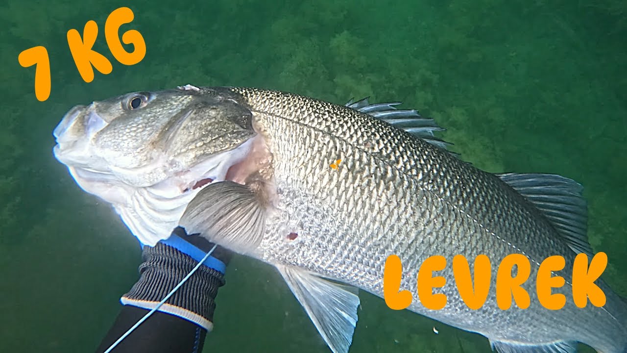 Dev Levrek & Marmara Sinariti | Zıpkın Avı