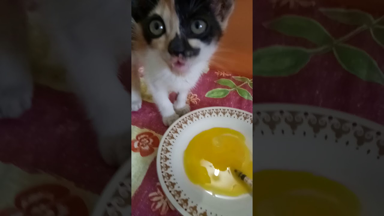  Kucing  Makan kuning  telor YouTube